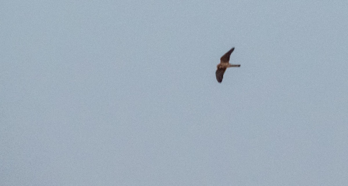 Halcón de Eleonora - ML646875744