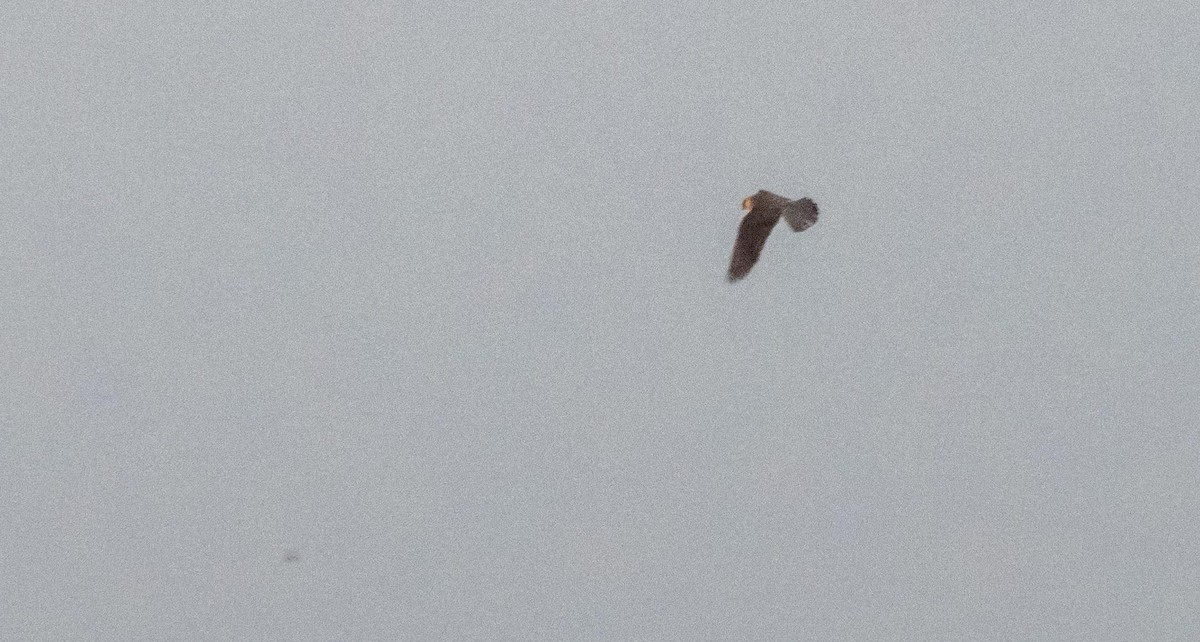 Halcón de Eleonora - ML646875746