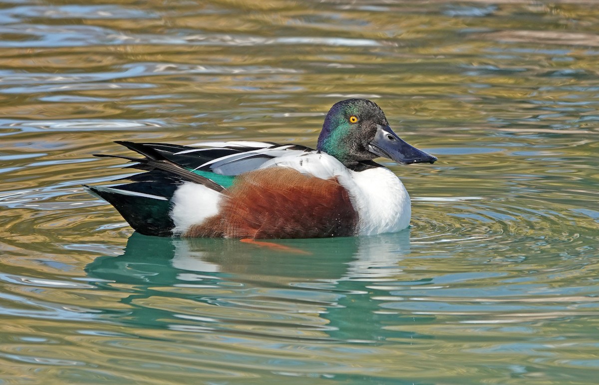 Cuchara Común - ML646875747