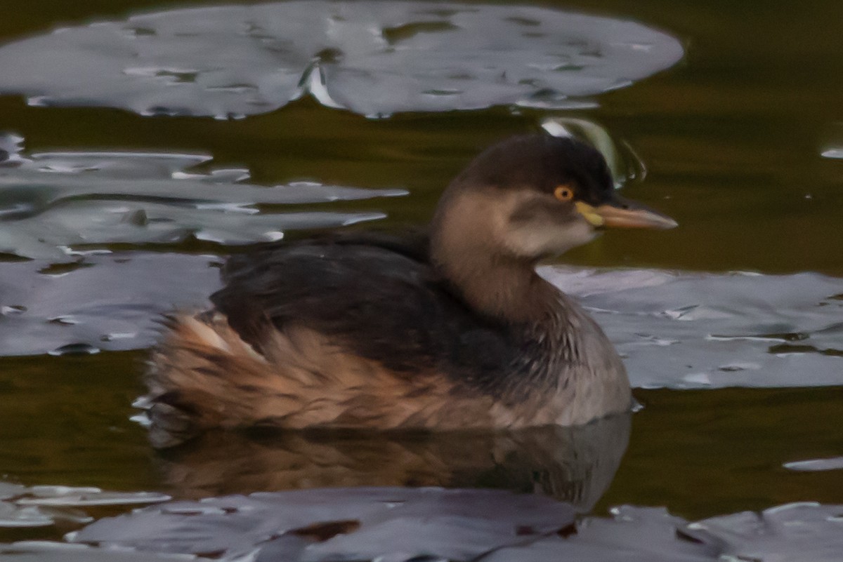 Zampullín Australiano - ML646875748