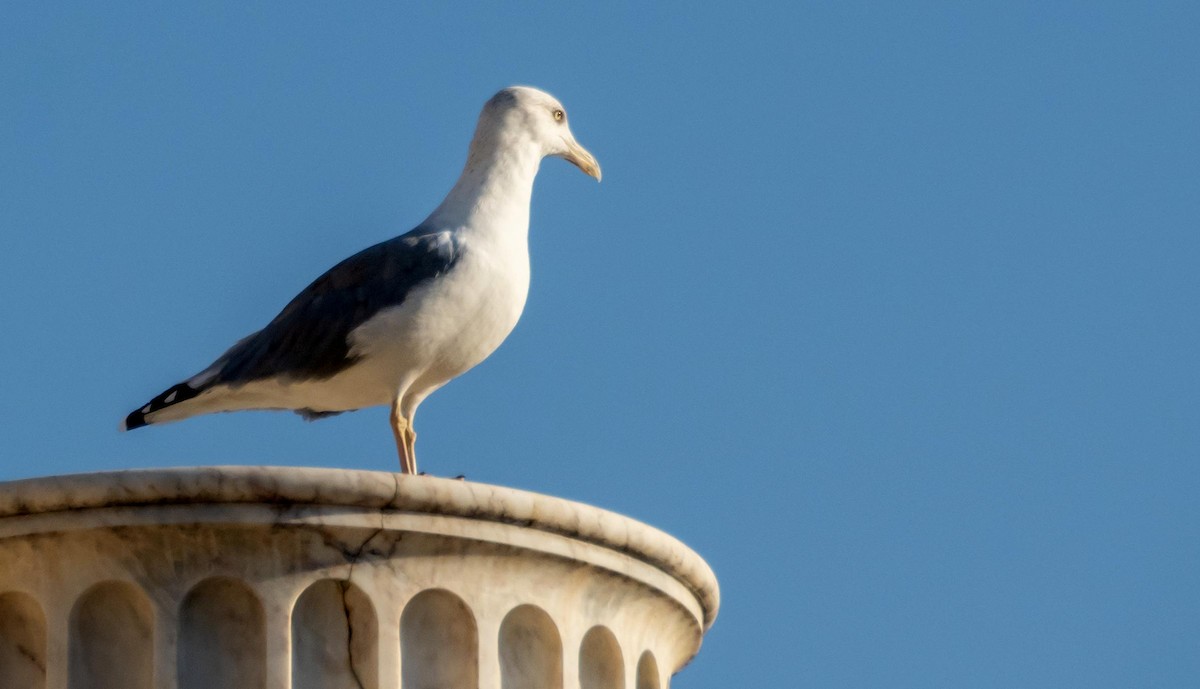 Gaviota Patiamarilla - ML646875749