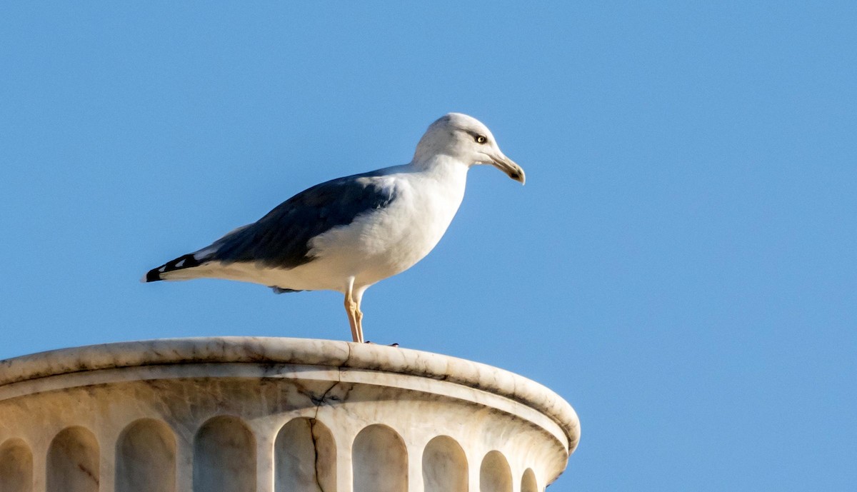 Gaviota Patiamarilla - ML646875750