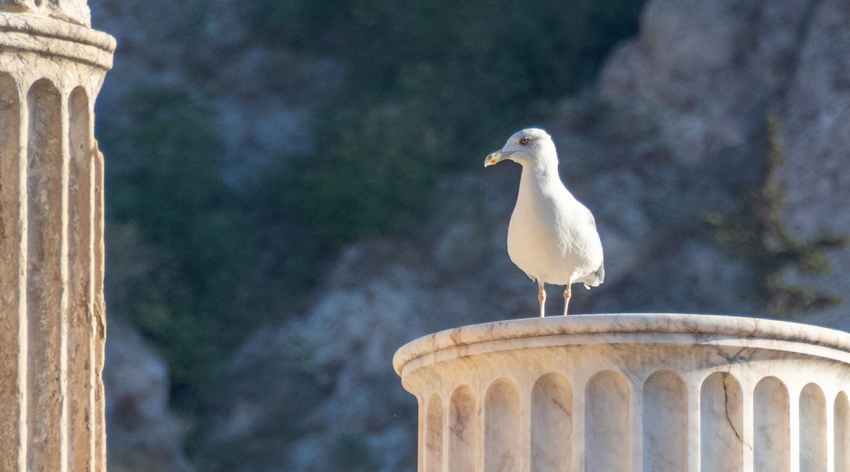 Gaviota Patiamarilla - ML646875751