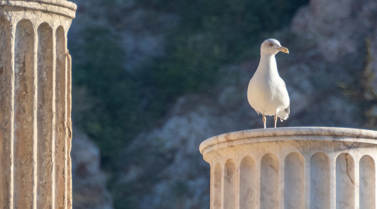 Gaviota Patiamarilla - ML646875752