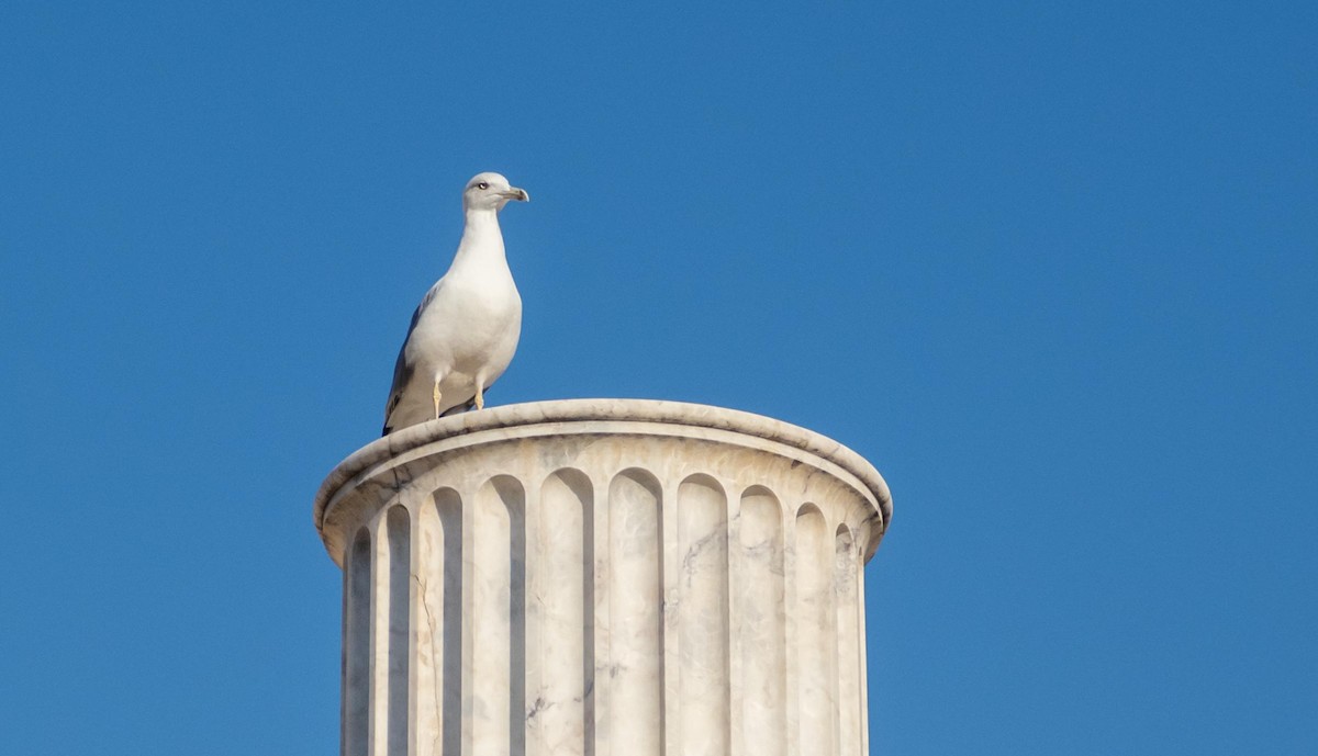 Gaviota Patiamarilla - ML646875753