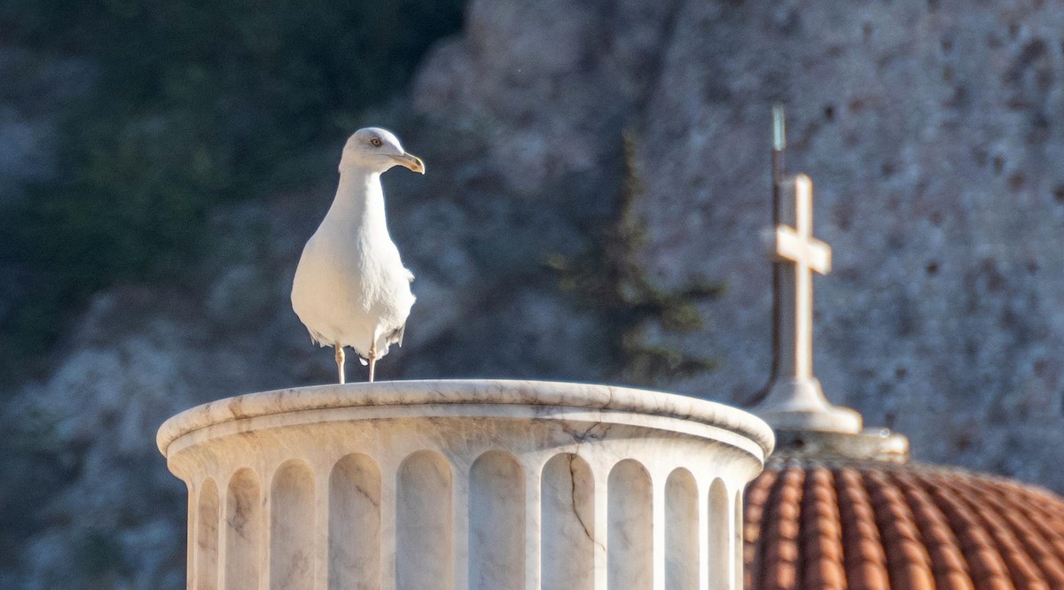 Gaviota Patiamarilla - ML646875754