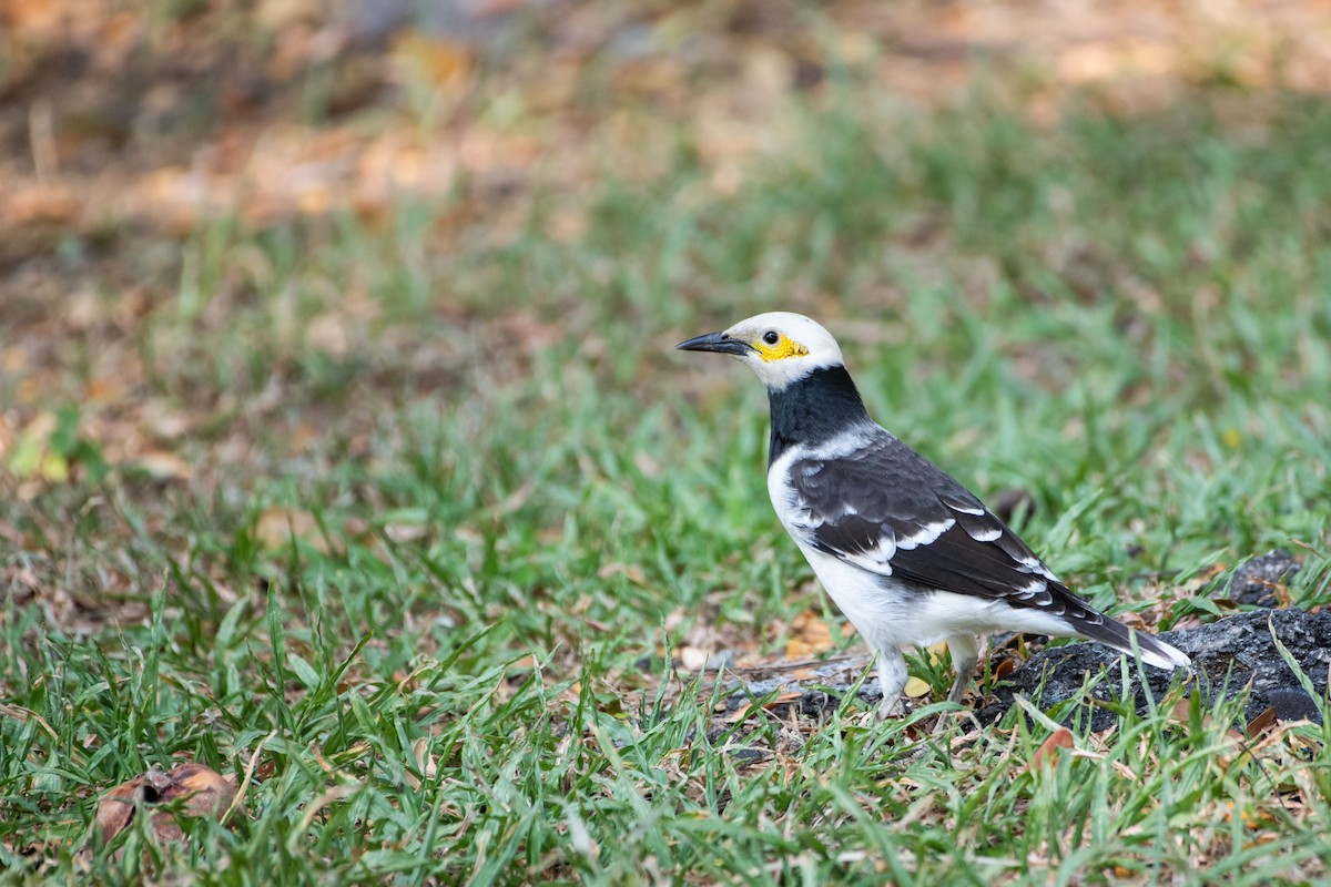 Sarı Yanaklı Sığırcık - ML646875755