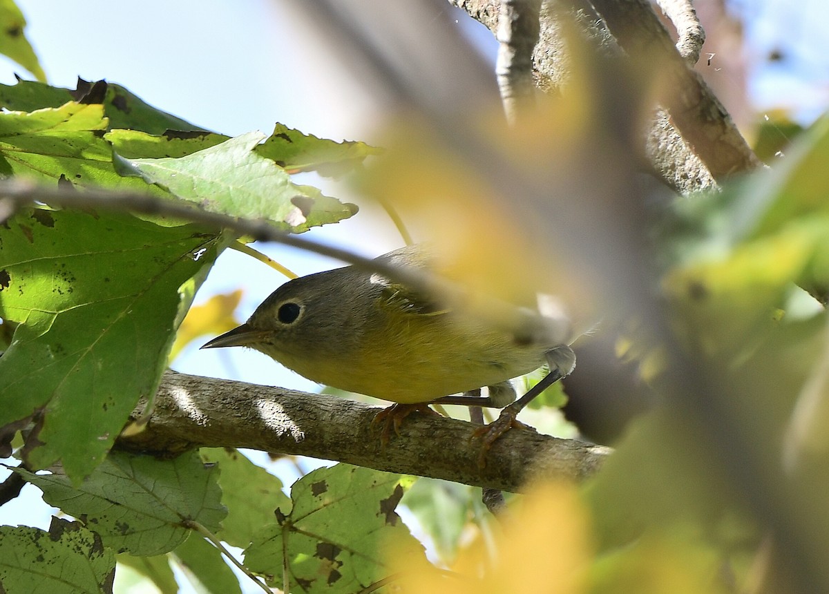 Nashville Warbler - ML646875757