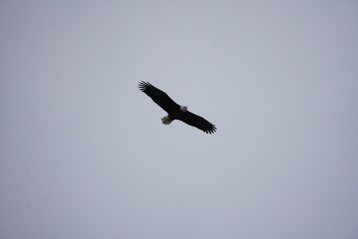 Pigargo Americano - ML646875759