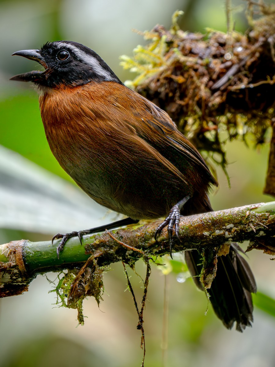 Cerquero Tangarino - ML646875760