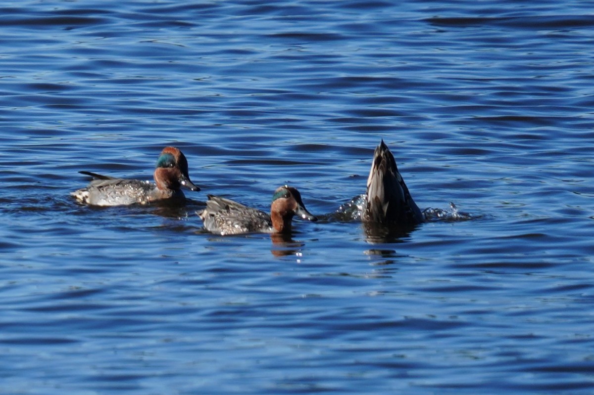 Cerceta Común - ML646875761