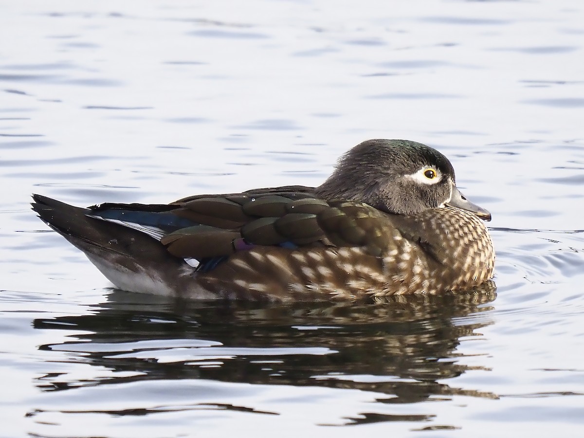 Pato Joyuyo - ML646875764