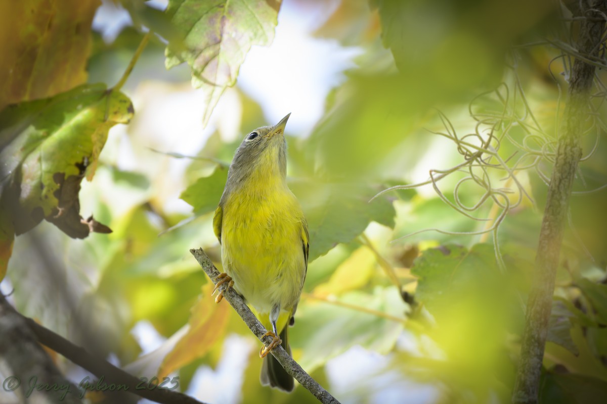 Nashville Warbler - ML646875766