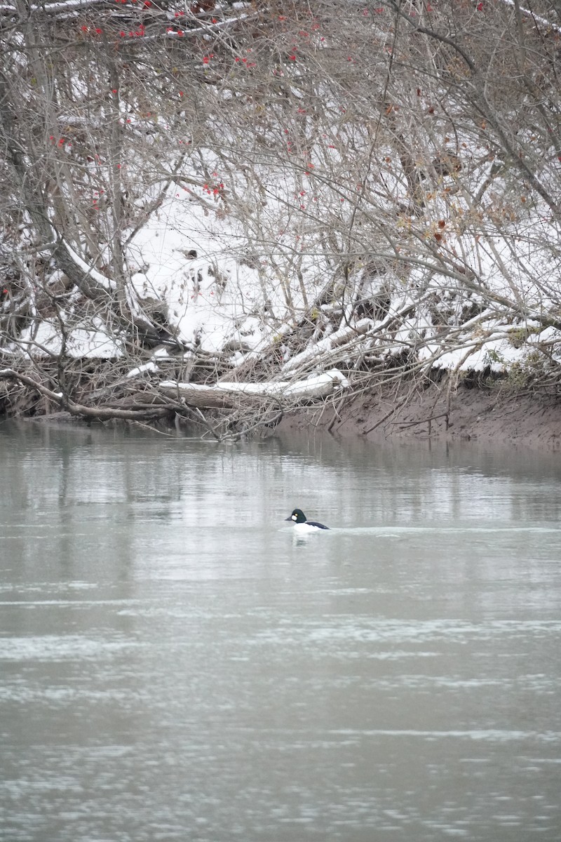 Quattrocchi - ML646875768