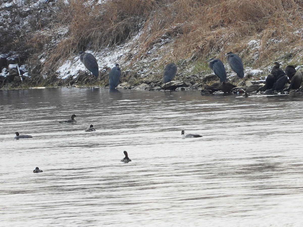 אנפה אמריקנית - ML646875769