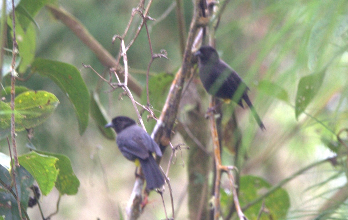 Yellow-thighed Brushfinch - ML646875773