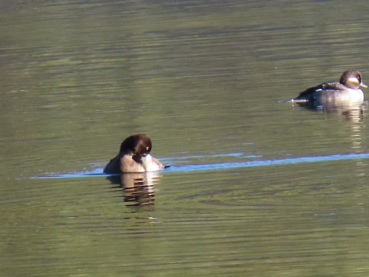 Lesser Scaup - ML646875774
