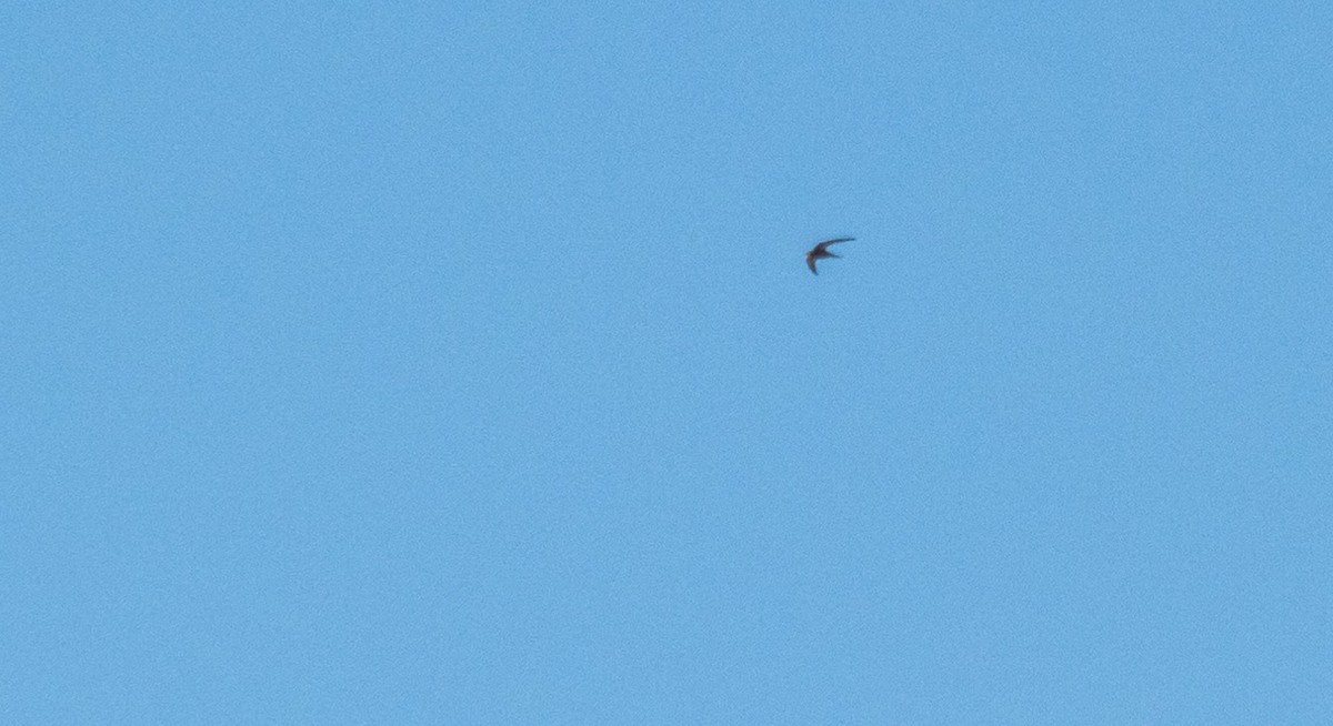 Vencejo Pálido - ML646875776