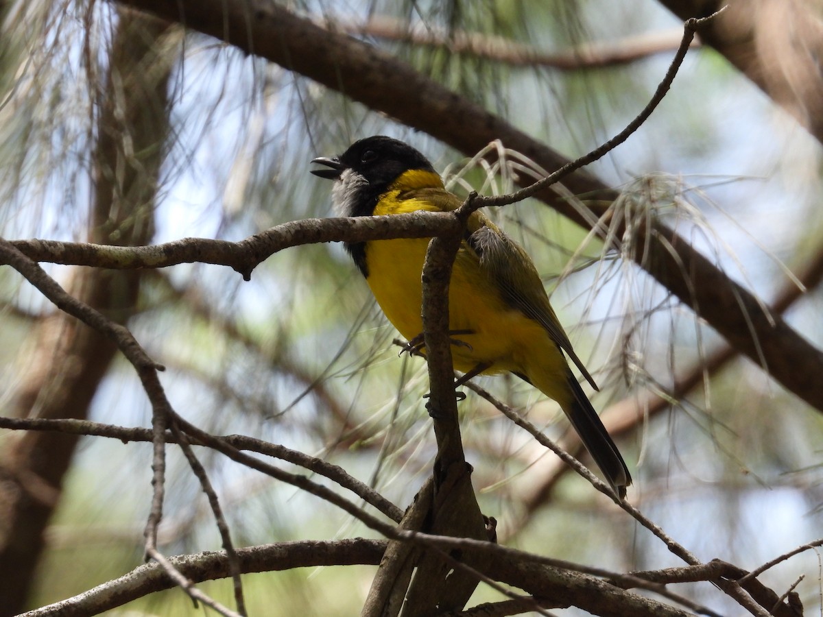 Golden Whistler (Eastern) - ML646875777