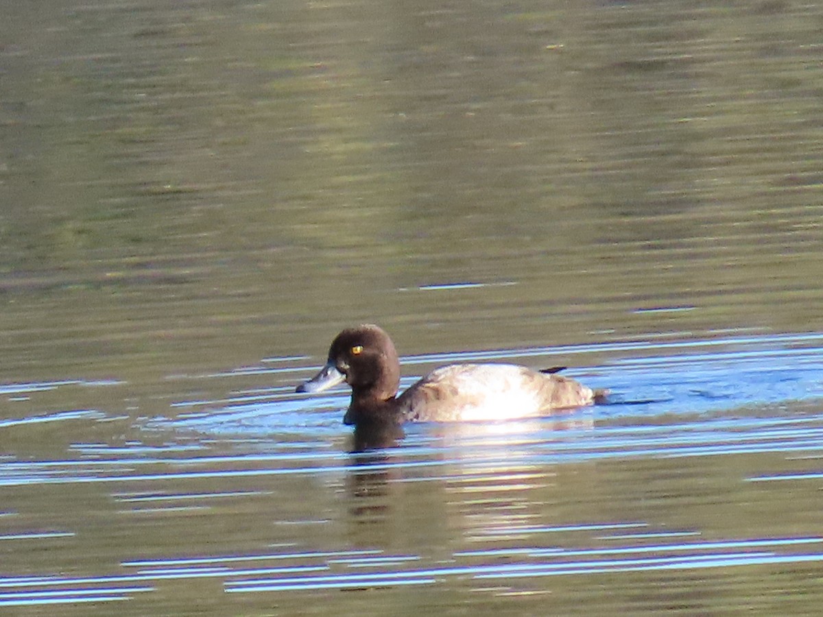 Lesser Scaup - ML646875779