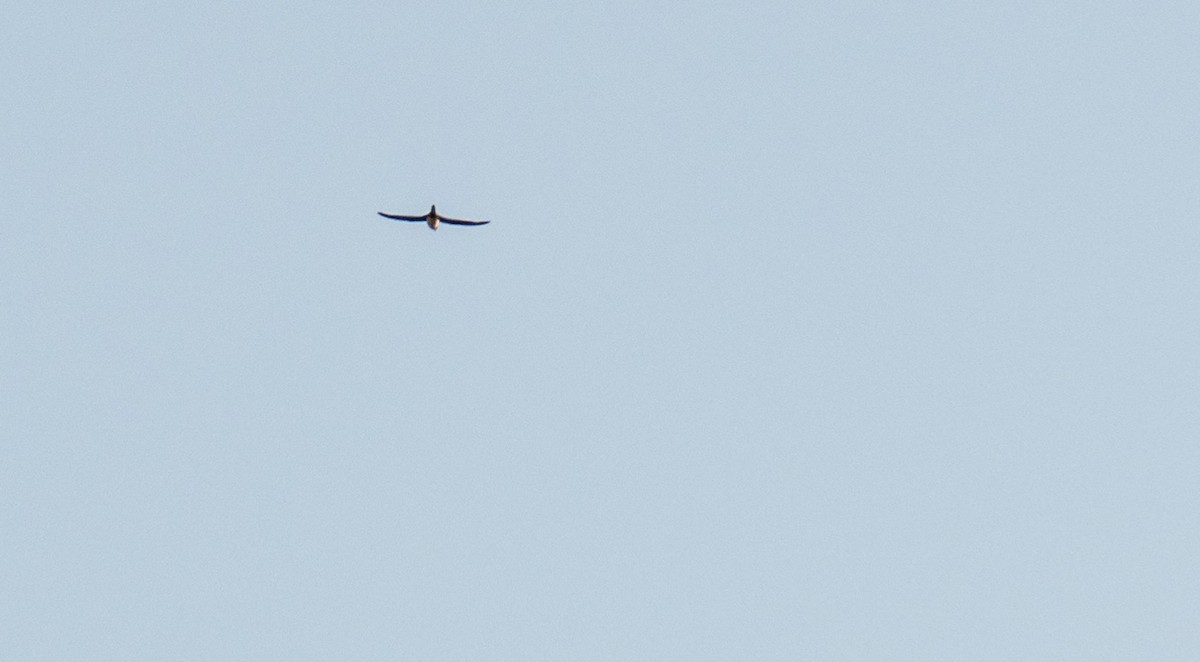 Vencejo Real - ML646875781