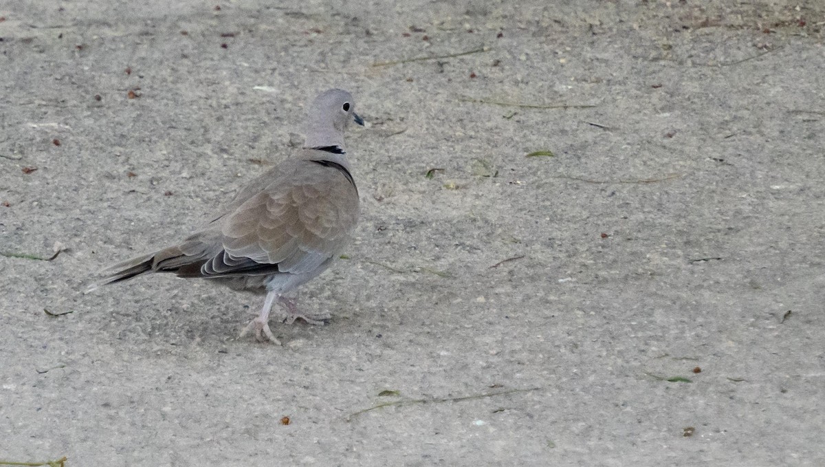 Tórtola Turca - ML646875782