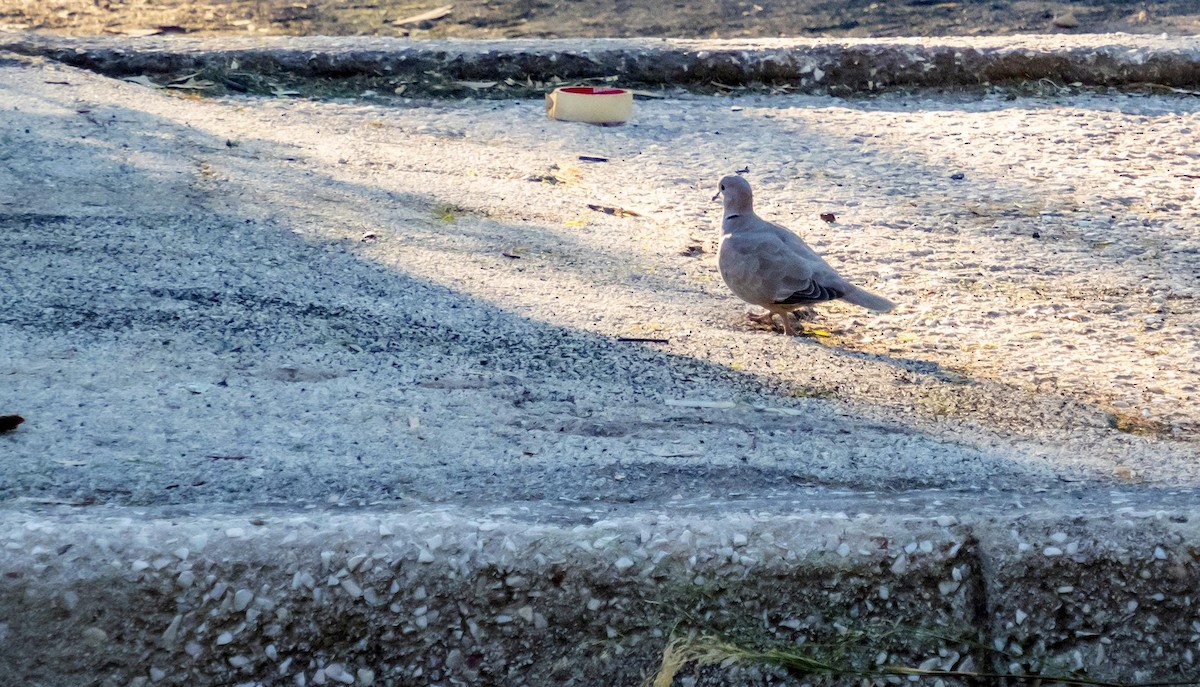 Tórtola Turca - ML646875783