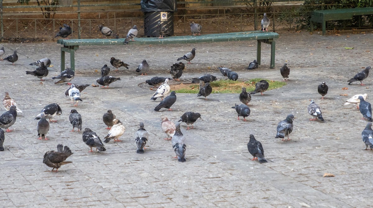 Paloma Bravía (variedad doméstica) - ML646875786