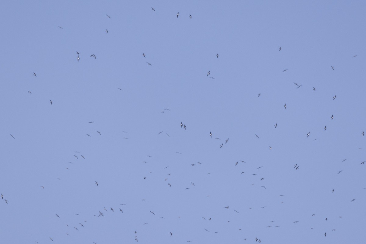 Rondone maggiore - ML646875789