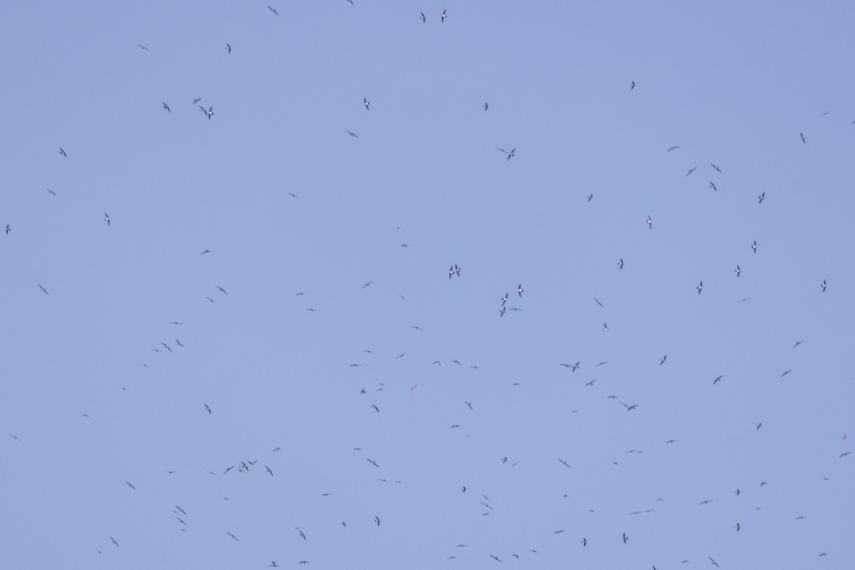 Rondone maggiore - ML646875790