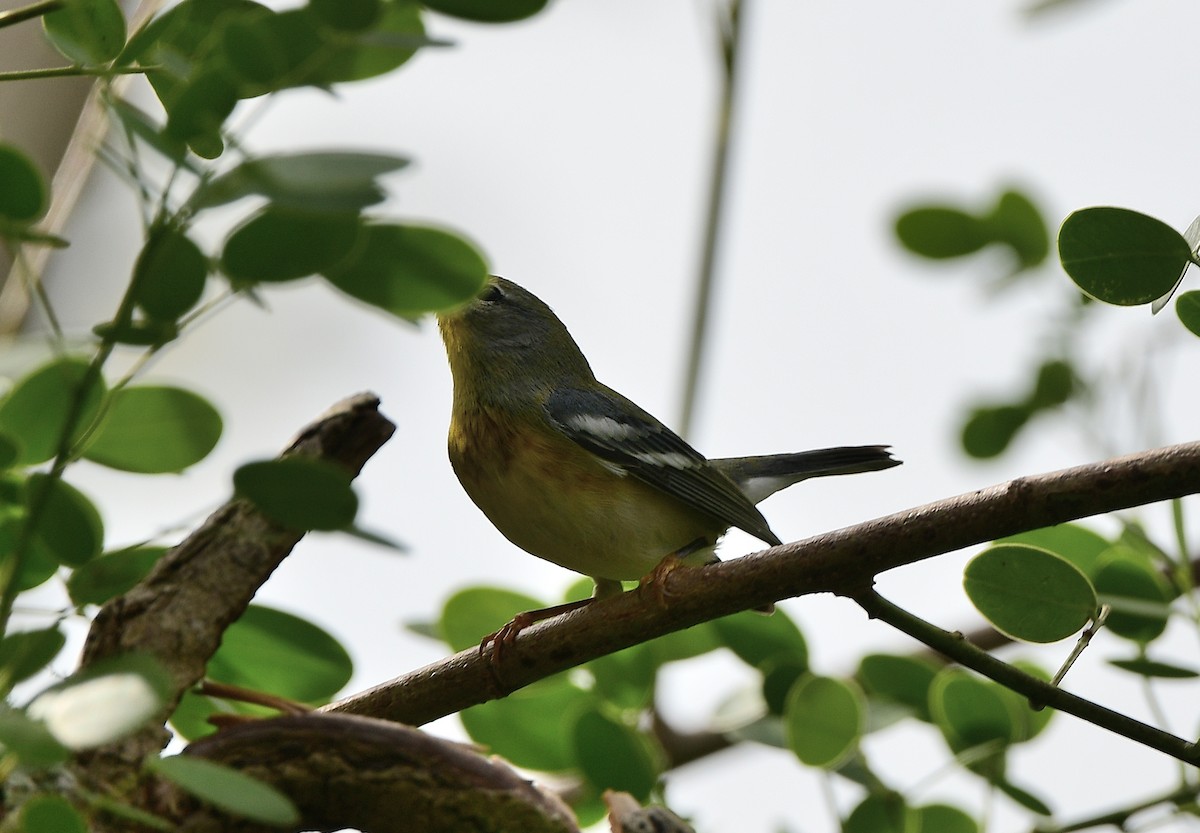 פרולה צפונית - ML646875791