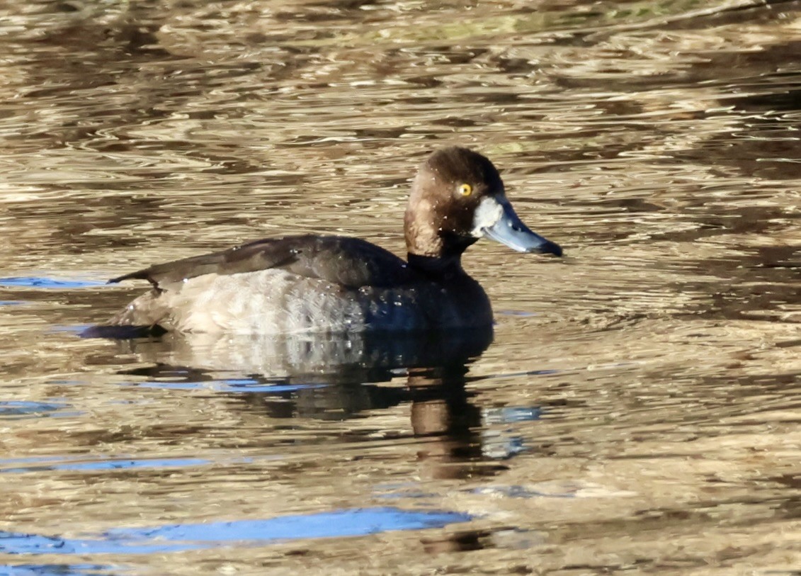 Greater/Lesser Scaup - ML646875794