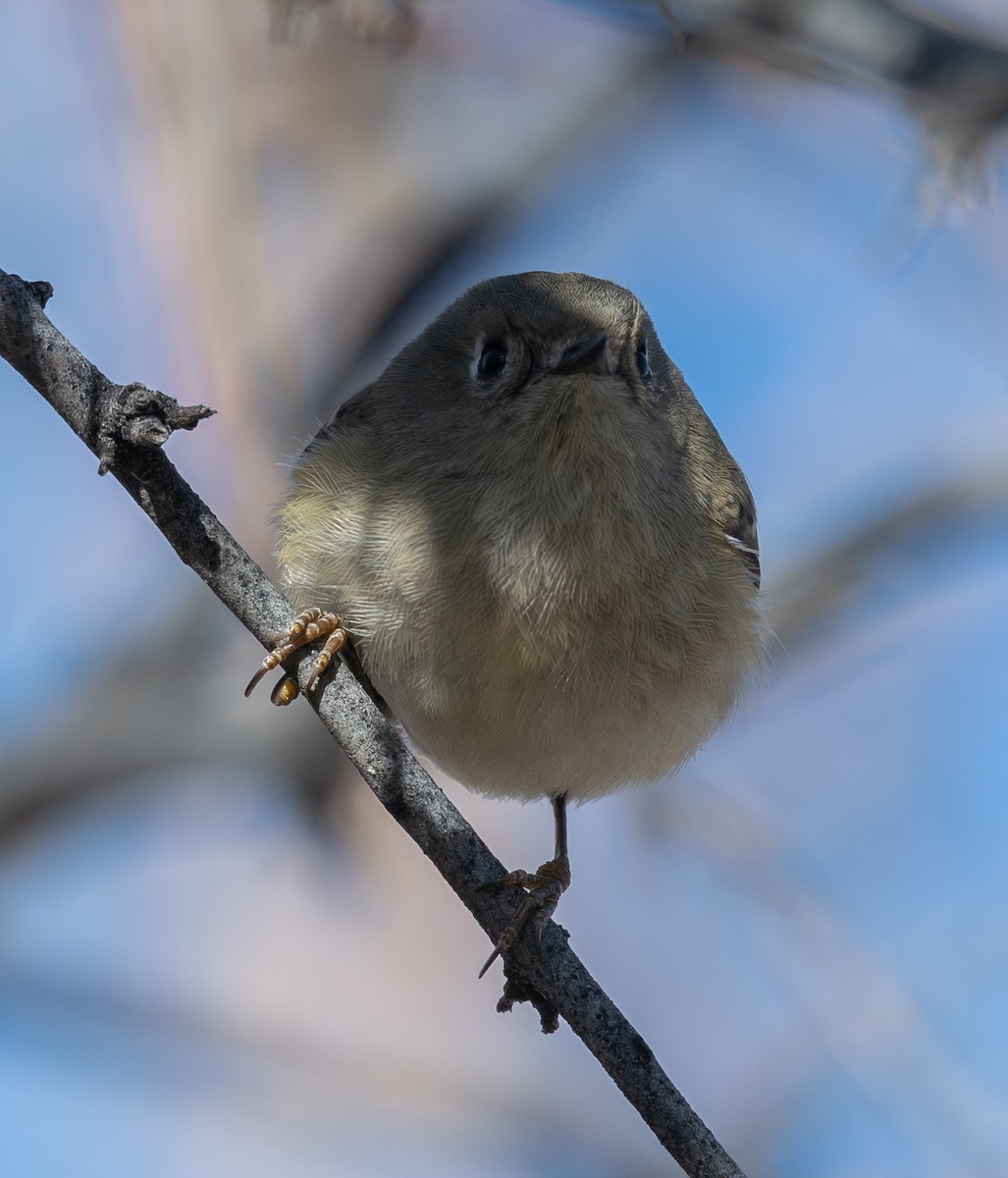 Ruby-crowned Kinglet - ML646875811