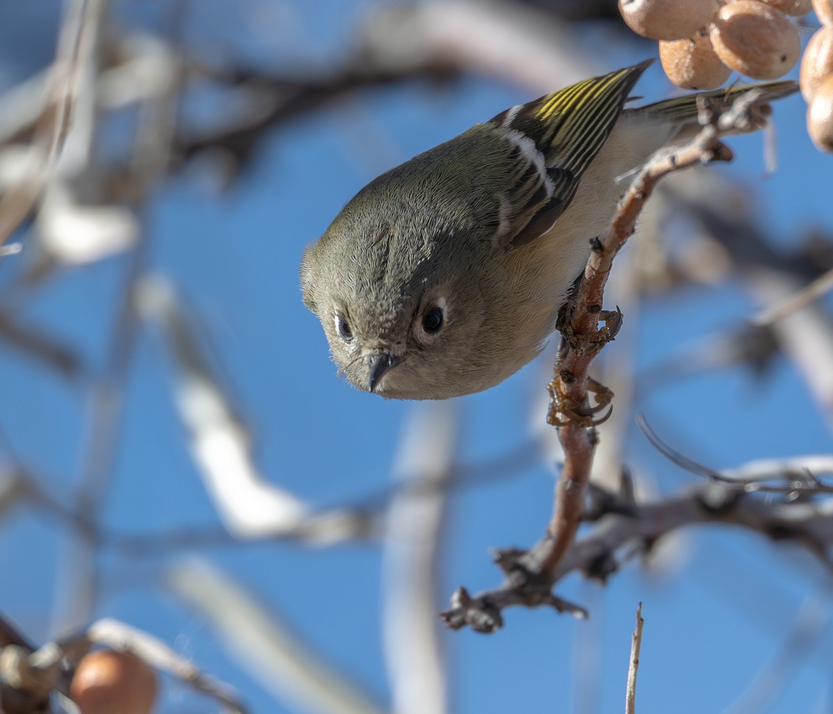 Ruby-crowned Kinglet - ML646875812