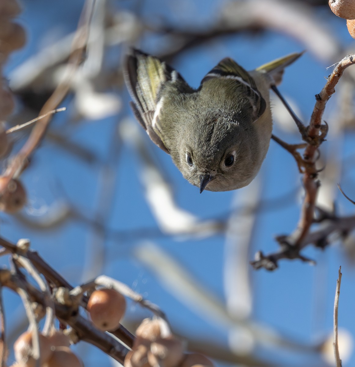 Ruby-crowned Kinglet - ML646875814