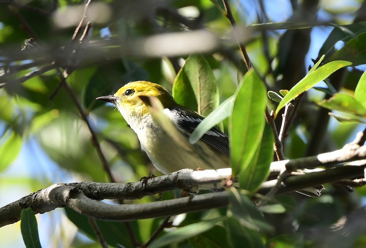 סבכון צהוב-ראש - ML646875818