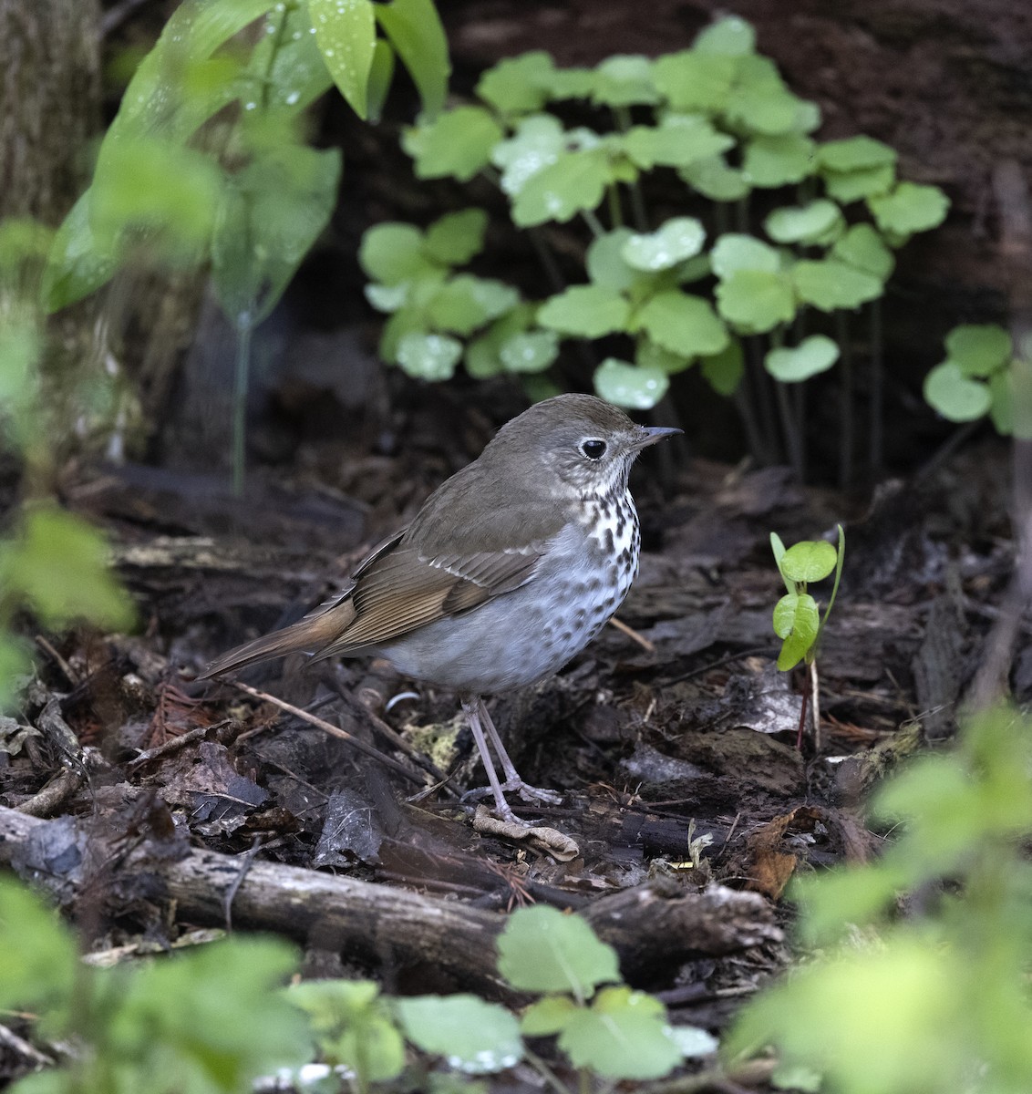 Hermit Thrush - ML646875819
