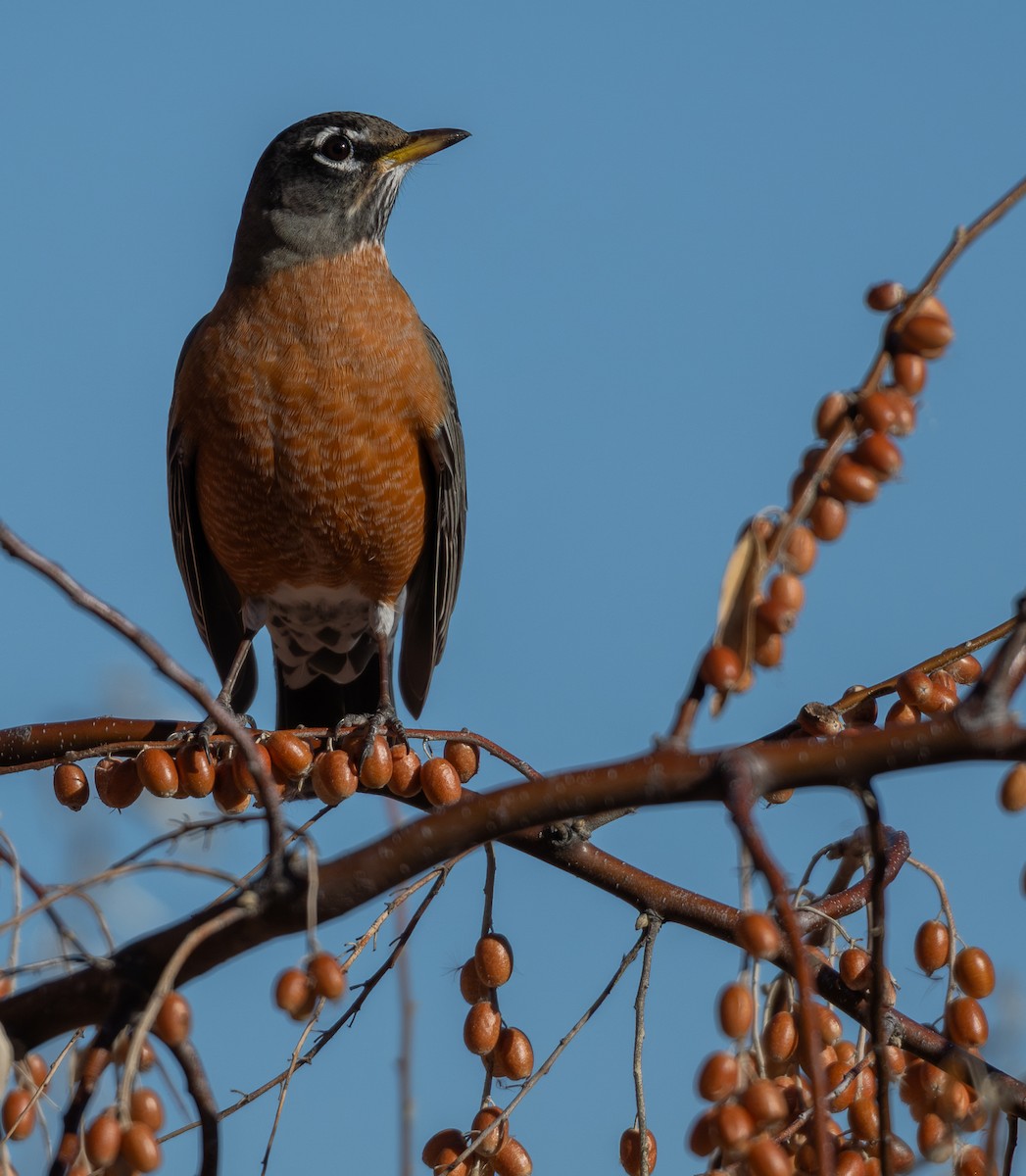 American Robin - ML646875825
