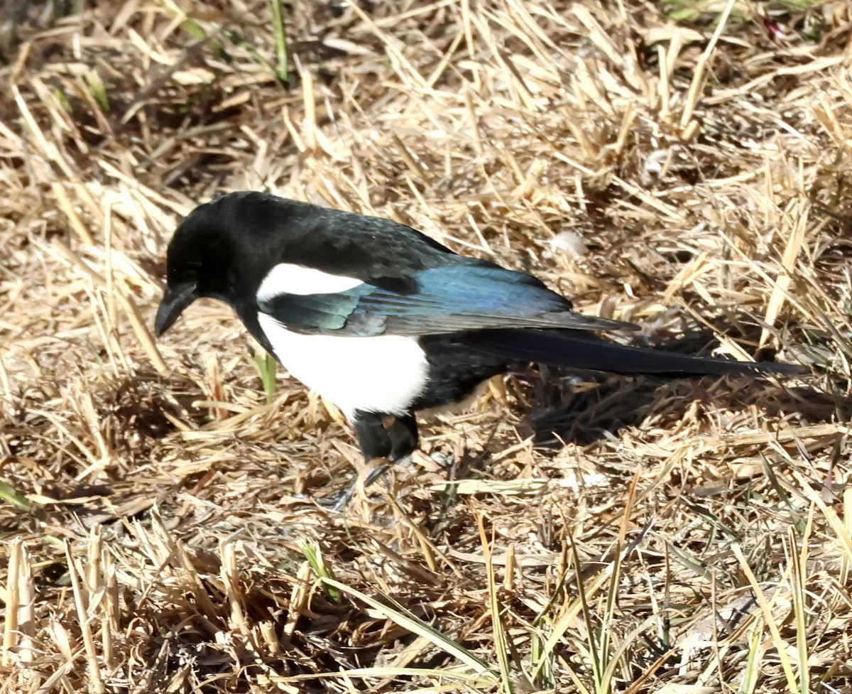 Black-billed Magpie - ML646875826