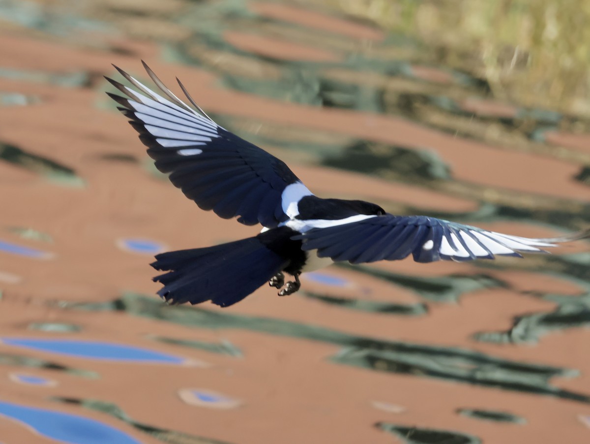 Black-billed Magpie - ML646875827