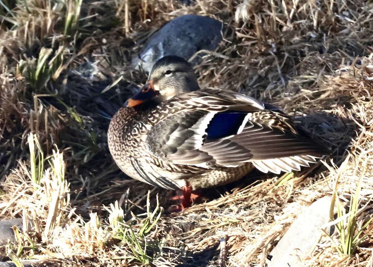 Mallard - ML646875829