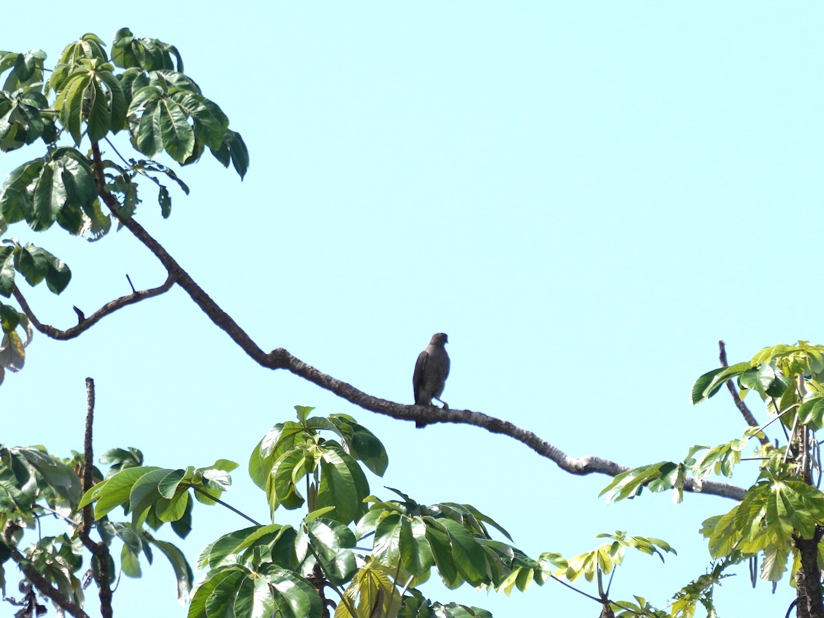 Buse à gros bec - ML646875830