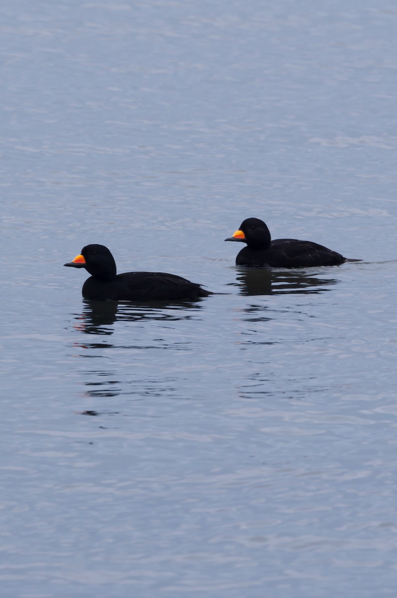 Black Scoter - ML646875831