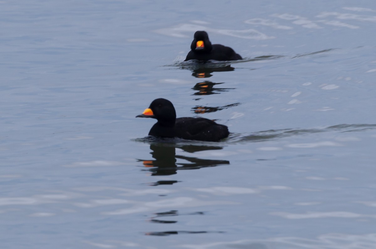 Black Scoter - ML646875832