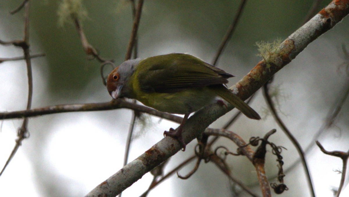 Rufous-browed Peppershrike - ML646875833