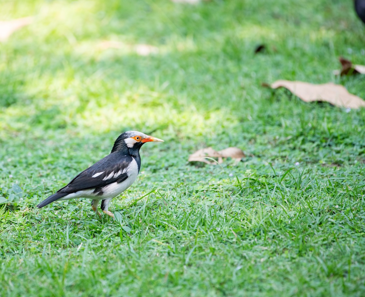 Siyam Alaca Sığırcığı - ML646875840