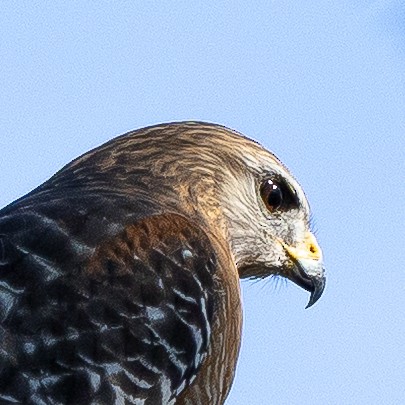 Red-shouldered Hawk - ML646875841