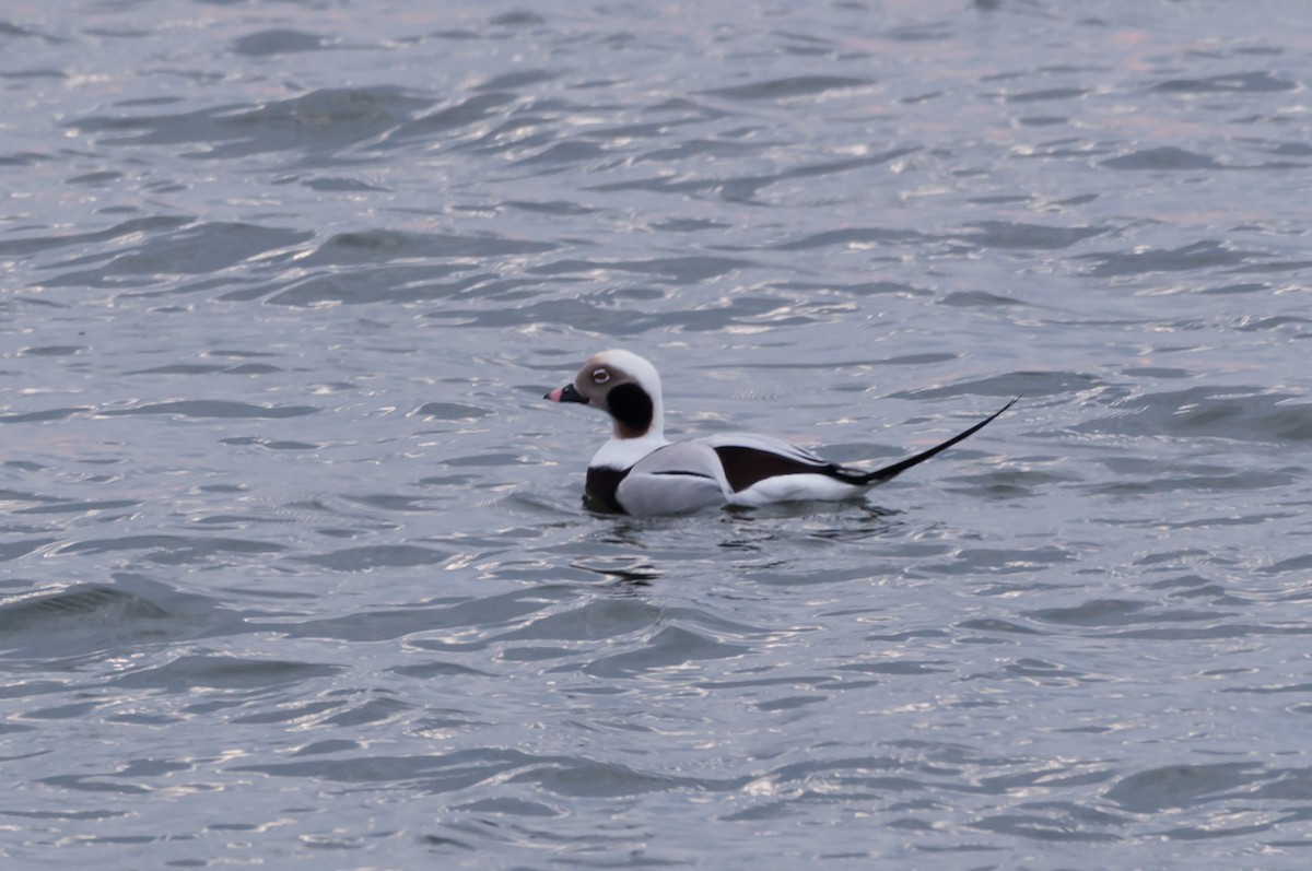 Long-tailed Duck - ML646875842