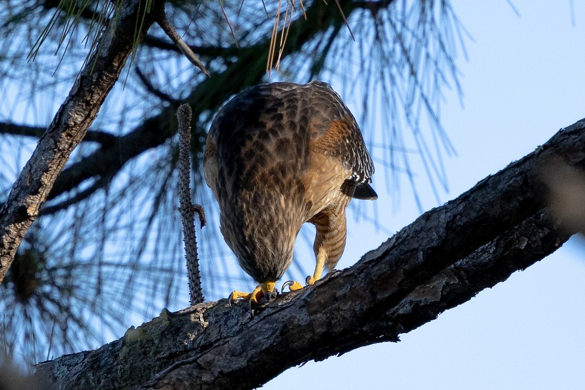 Red-shouldered Hawk - ML646875849