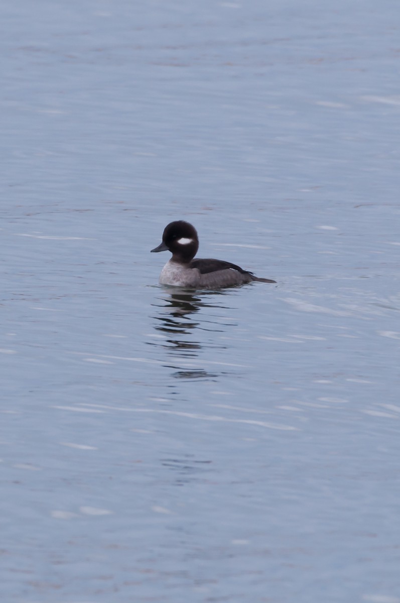 Bufflehead - ML646875851